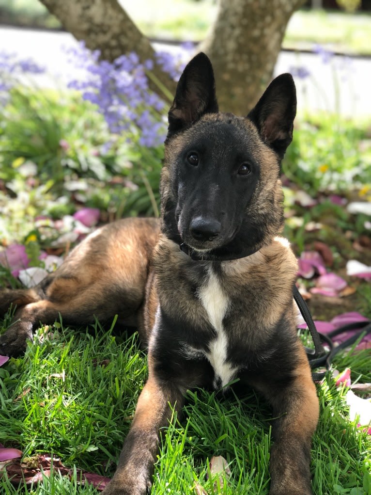 Trinity, a Belgian Shepherd tested with EmbarkVet.com