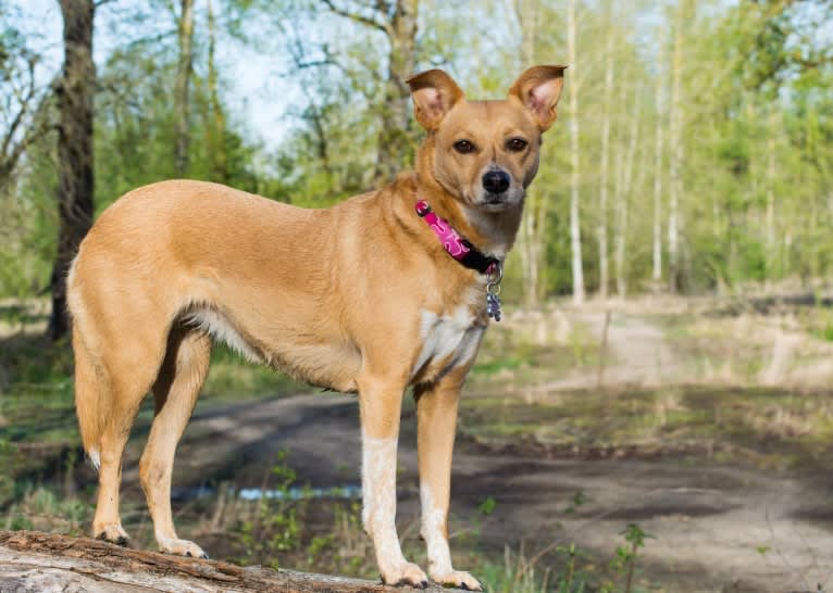 Zoe, an Australian Cattle Dog and Rat Terrier mix tested with EmbarkVet.com