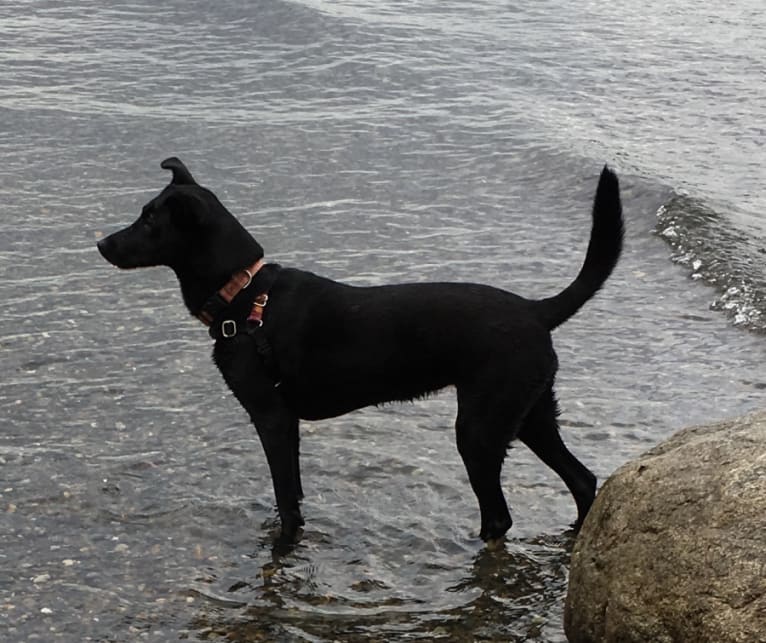 Lindy, a Formosan Mountain Dog tested with EmbarkVet.com