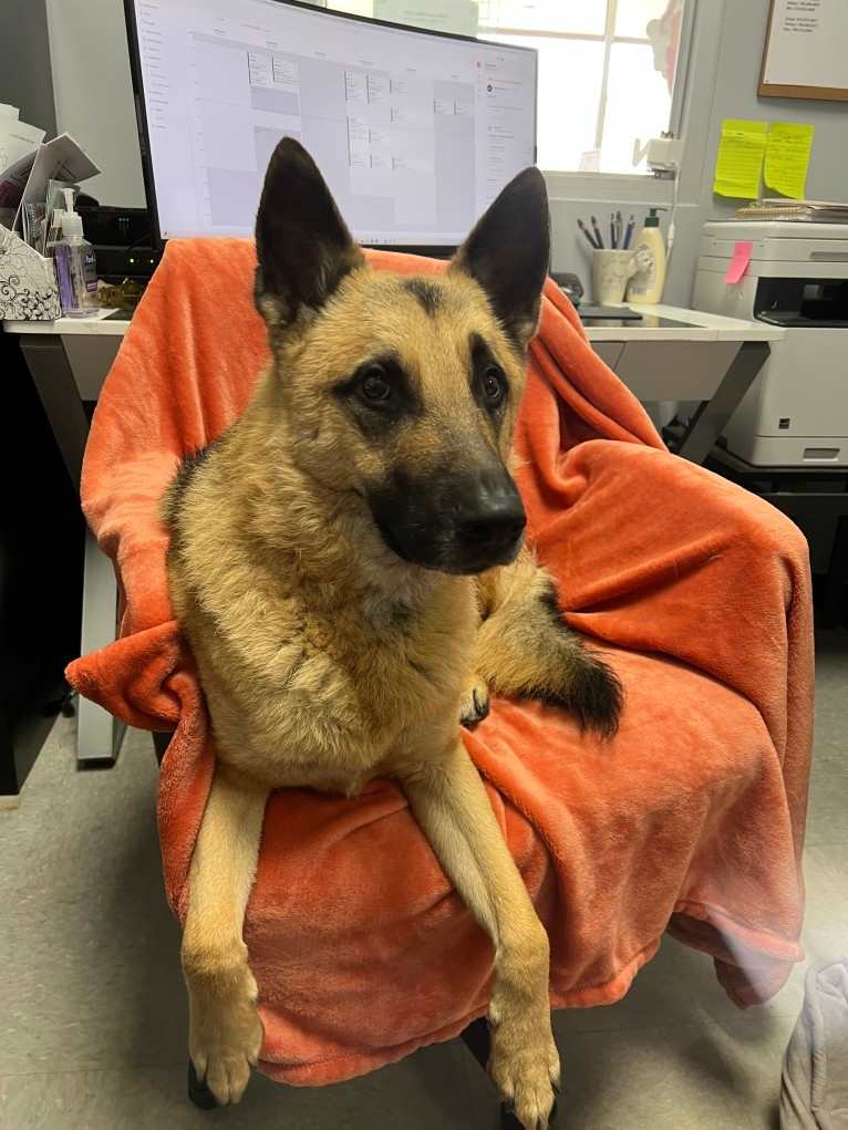 Kaizen, a German Shepherd Dog and Siberian Husky mix tested with EmbarkVet.com