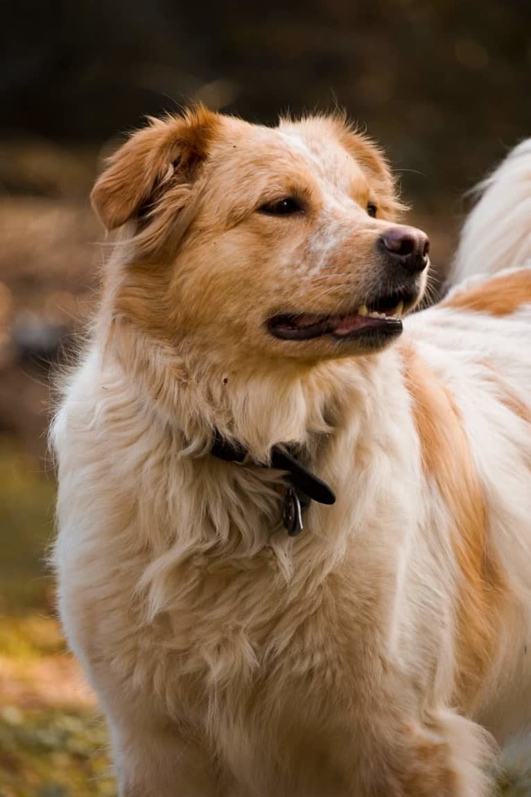 Wendy, a Great Pyrenees and American Pit Bull Terrier mix tested with EmbarkVet.com