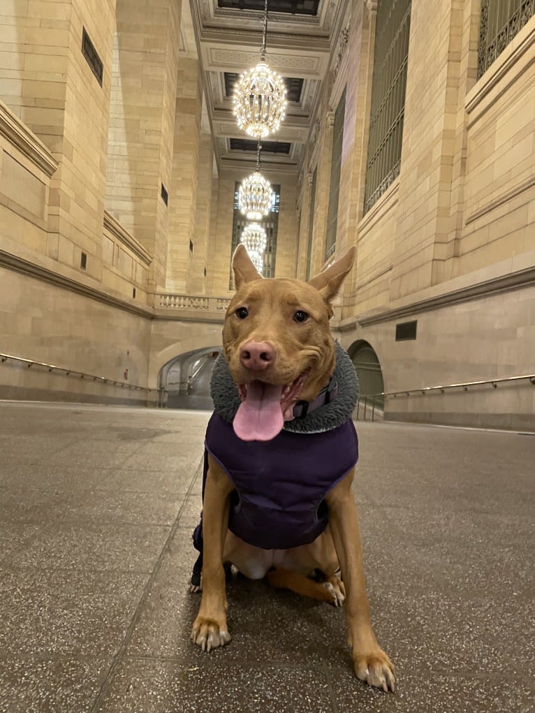 Lavender, an American Pit Bull Terrier and Chow Chow mix tested with EmbarkVet.com