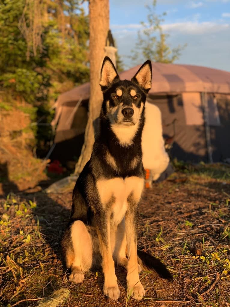 Ernest, an Alaskan-type Husky tested with EmbarkVet.com