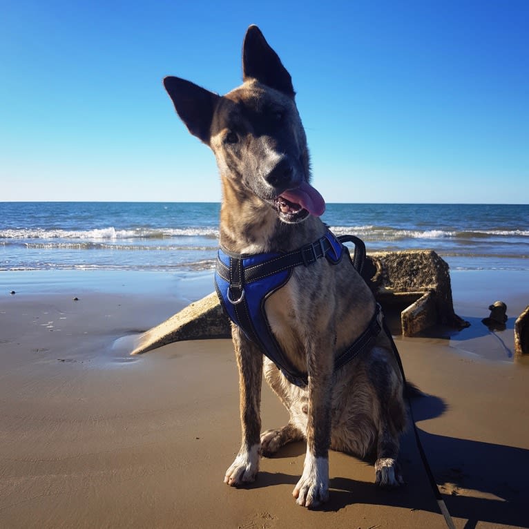 Moose, a Siberian Husky and Alaskan Malamute mix tested with EmbarkVet.com