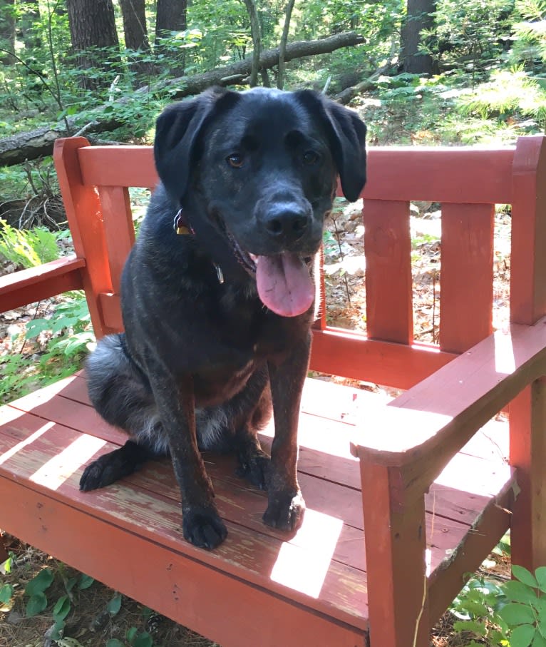 Ula, a Labrador Retriever and Saint Bernard mix tested with EmbarkVet.com