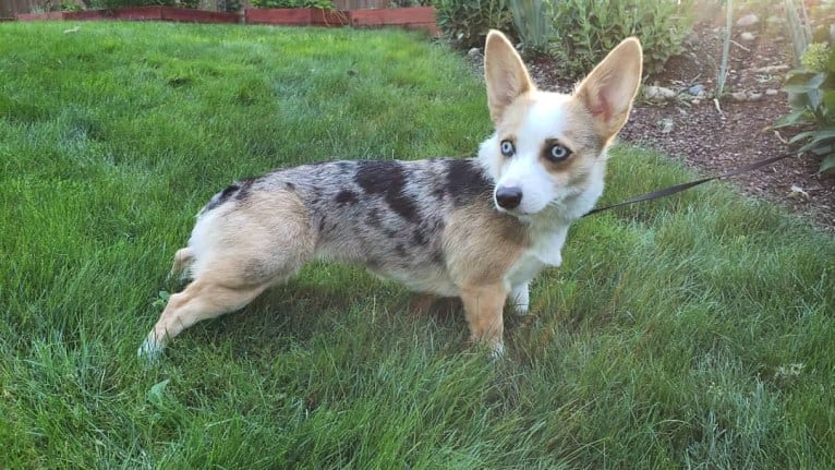 Luna Lu, a Pembroke Welsh Corgi tested with EmbarkVet.com