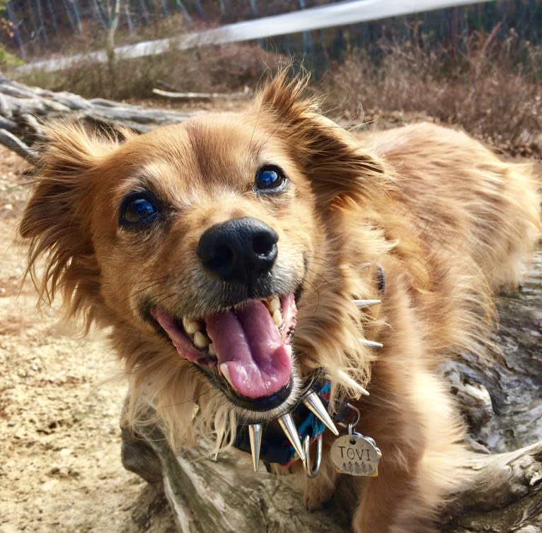 Tovi, a Pug and Chihuahua mix tested with EmbarkVet.com