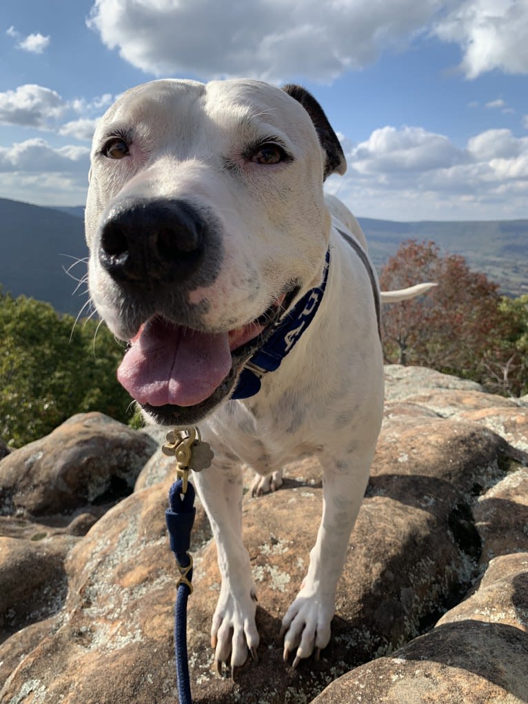 Auggie, an American Pit Bull Terrier and American Staffordshire Terrier mix tested with EmbarkVet.com