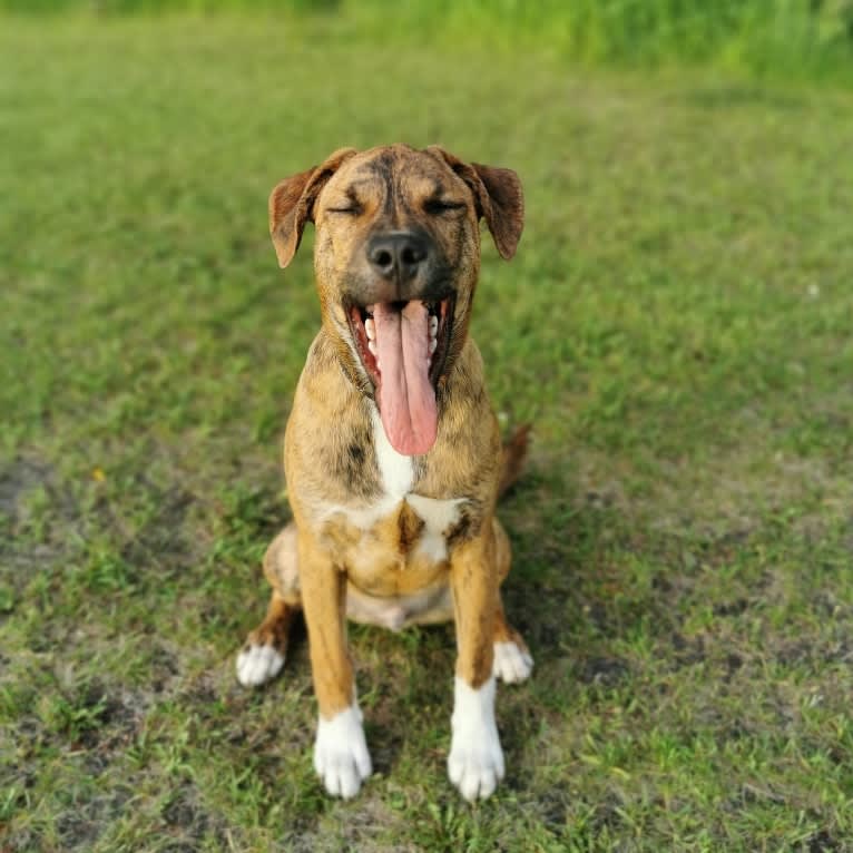 Boston, an American Pit Bull Terrier and Saint Bernard mix tested with EmbarkVet.com