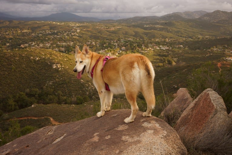 Shelby, a German Shepherd Dog and Siberian Husky mix tested with EmbarkVet.com