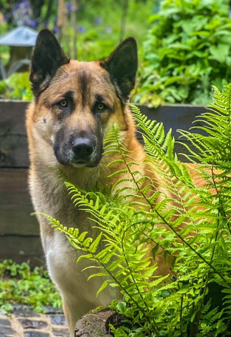 Anouk, a Yakutian Laika and Akita Inu mix tested with EmbarkVet.com