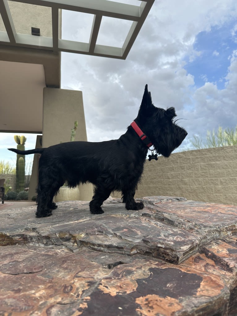 Aapo, a Scottish Terrier tested with EmbarkVet.com