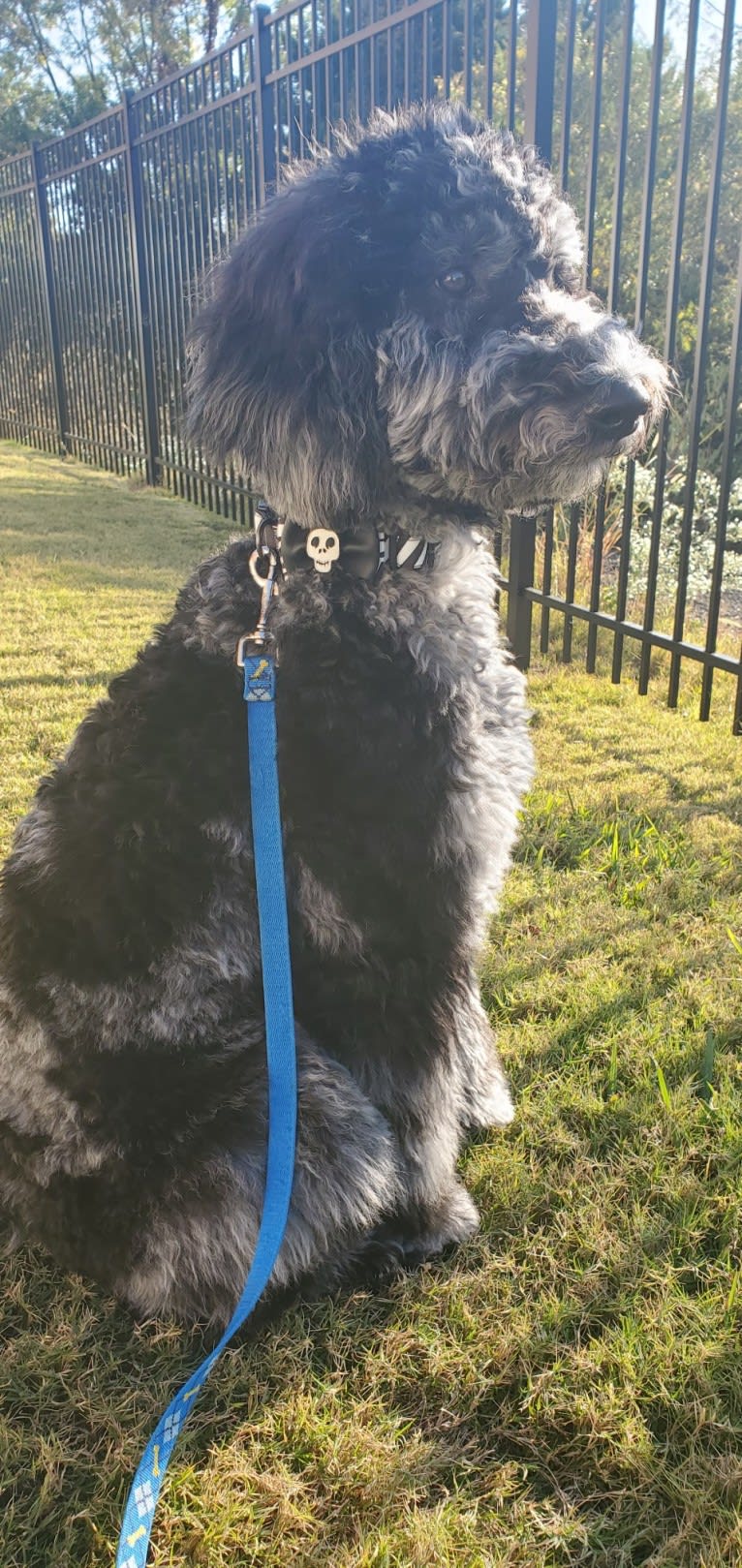 Cooper, a Poodle (Standard) tested with EmbarkVet.com