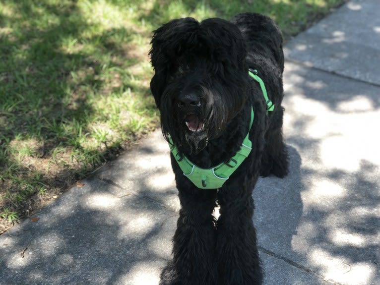 Leopold, a Newfypoo tested with EmbarkVet.com