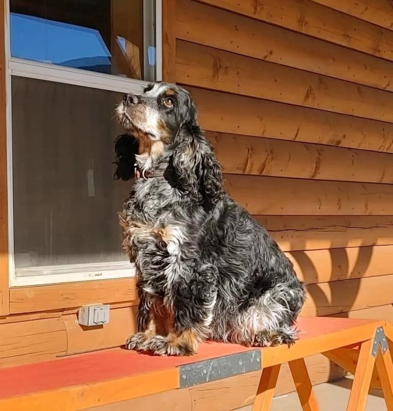 JENGA, an English Cocker Spaniel tested with EmbarkVet.com