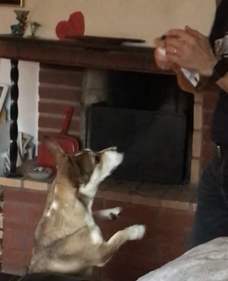 Bella, an Eastern European Village Dog tested with EmbarkVet.com