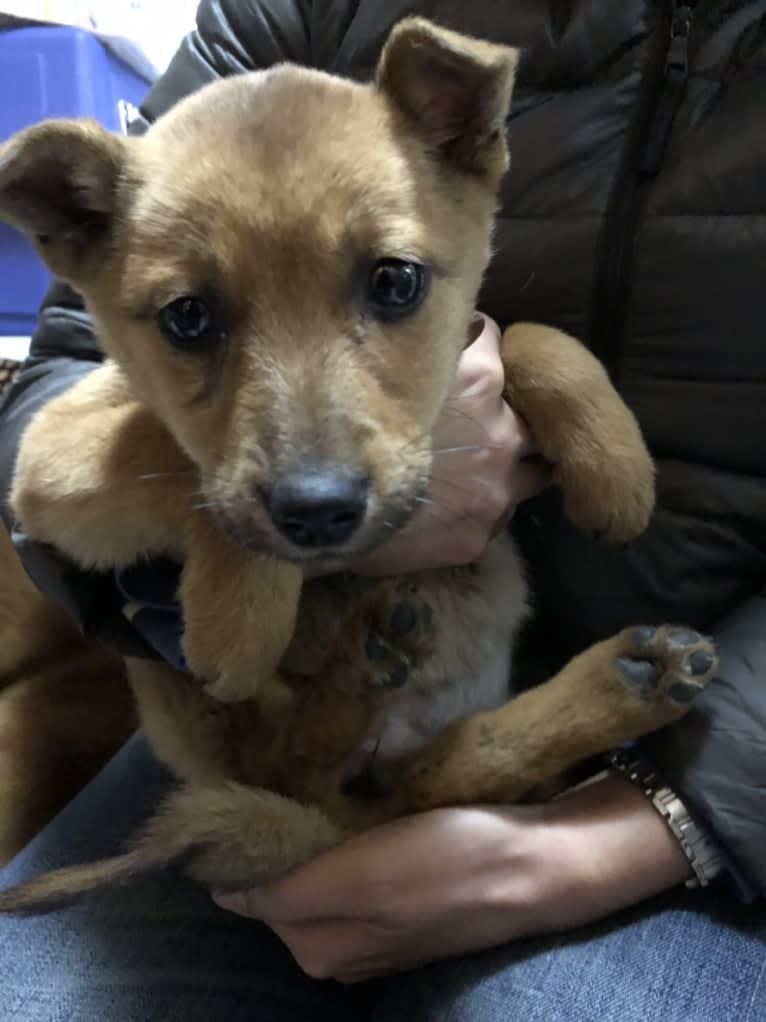 Coco, a Japanese or Korean Village Dog tested with EmbarkVet.com
