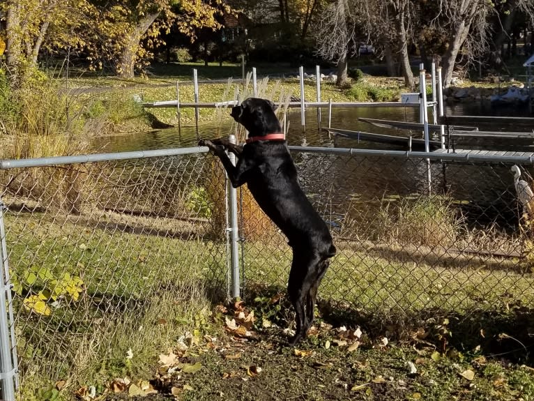 Buddy, a Rottweiler and Labrador Retriever mix tested with EmbarkVet.com