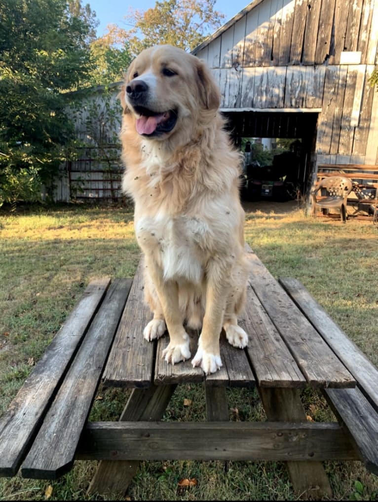 Flynn, a Labrador Retriever and Great Pyrenees mix tested with EmbarkVet.com