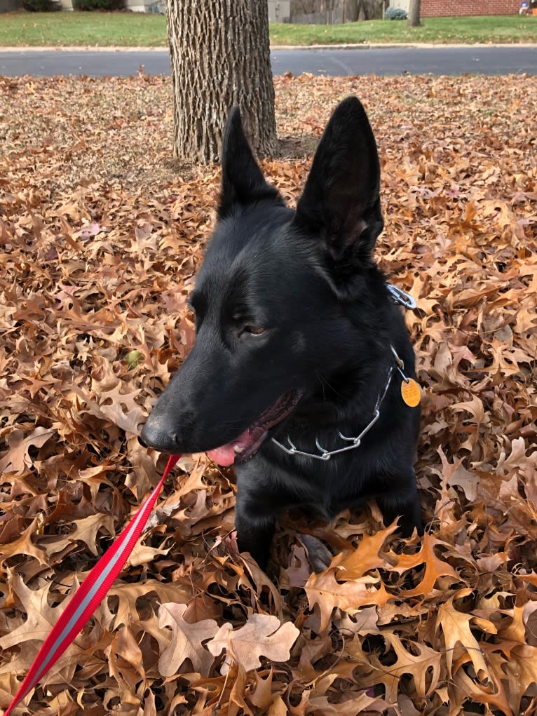 Ramona, a German Shepherd Dog tested with EmbarkVet.com