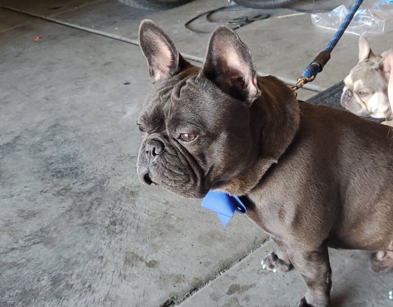 Diesel D, a French Bulldog tested with EmbarkVet.com