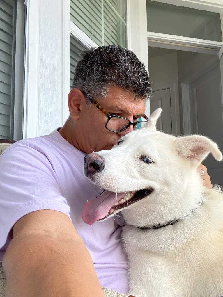 Dash, a Gerberian Shepsky (12.7% unresolved) tested with EmbarkVet.com