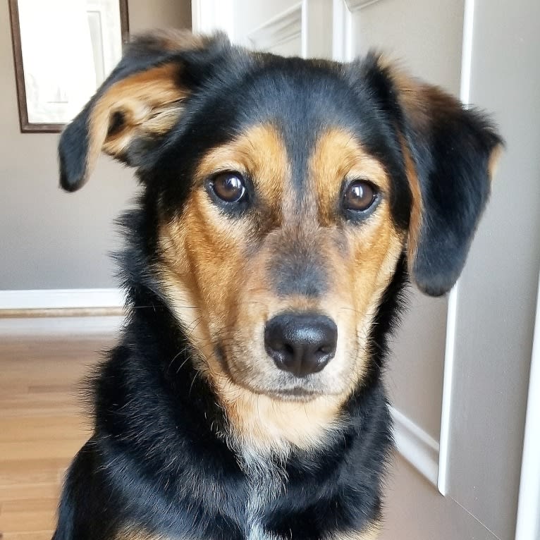 Millie, an Australian Cattle Dog and Chow Chow mix tested with EmbarkVet.com