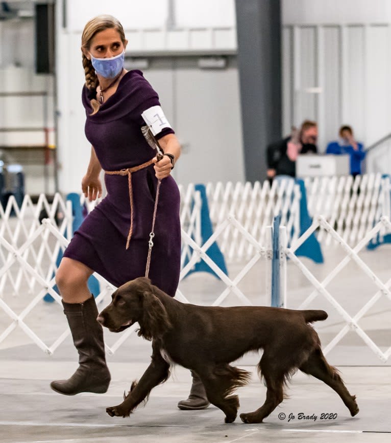 Zelda, a Field Spaniel tested with EmbarkVet.com