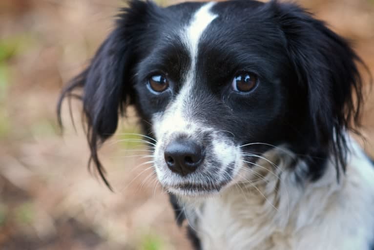 순이, a Cocker Spaniel and Miniature Pinscher mix tested with EmbarkVet.com