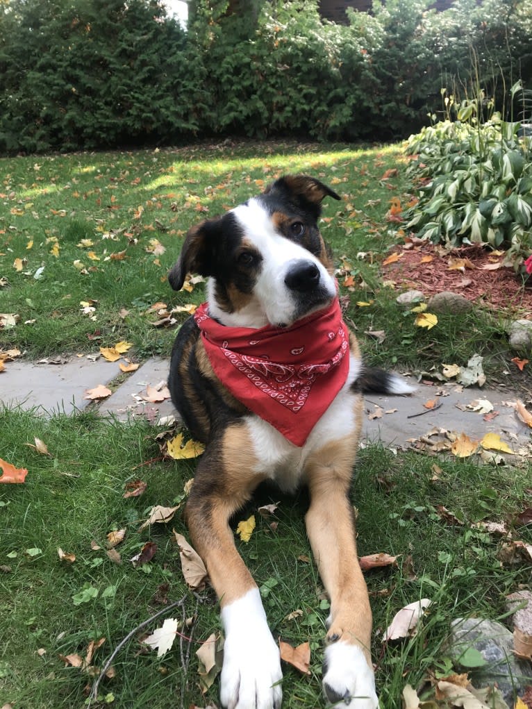 Dexter, a Bernese Mountain Dog and German Shepherd Dog mix tested with EmbarkVet.com