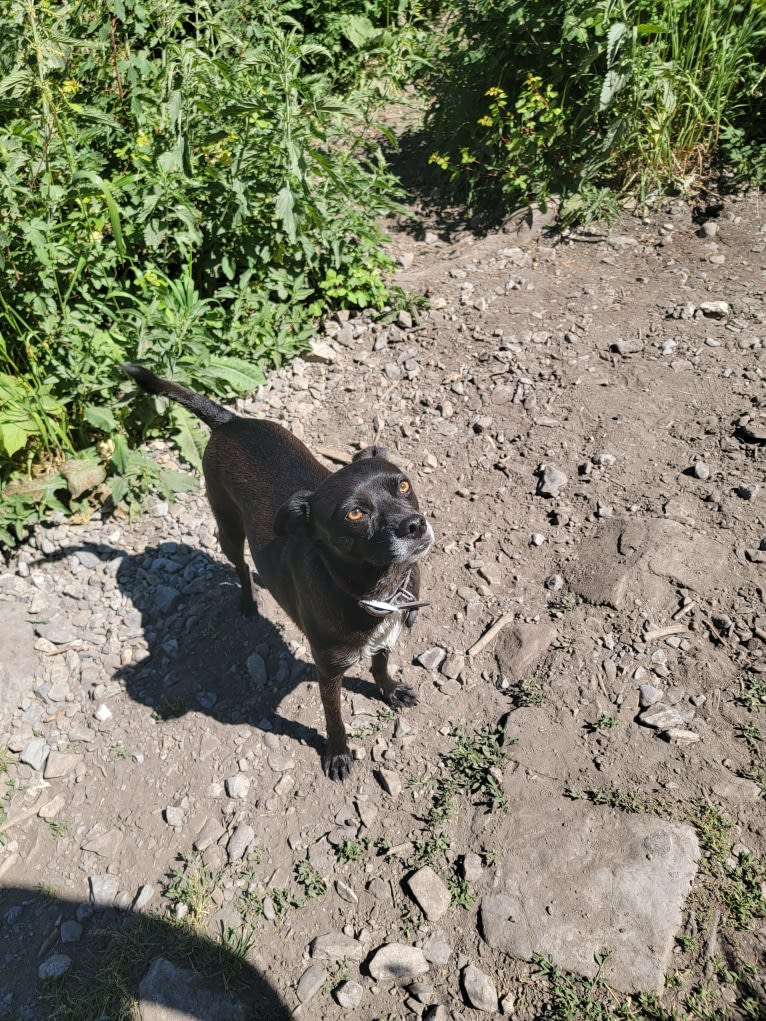 Zeus, a Chihuahua and Poodle (Small) mix tested with EmbarkVet.com