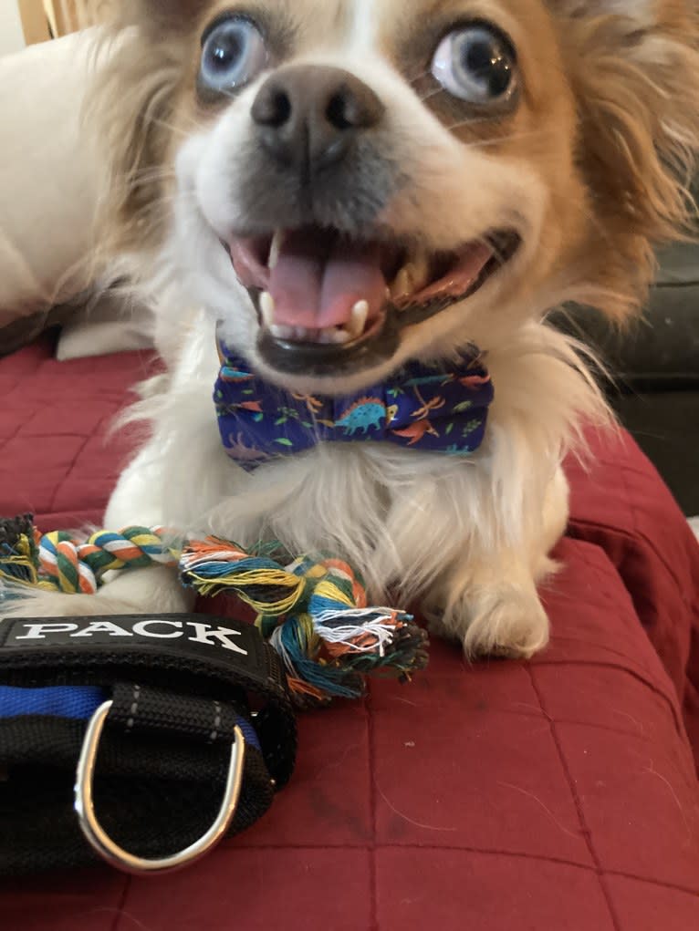 Rooster, a Chihuahua and Pekingese mix tested with EmbarkVet.com