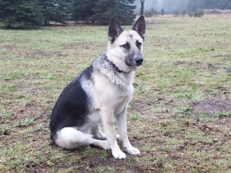 Molly, a German Shepherd Dog and Siberian Husky mix tested with EmbarkVet.com