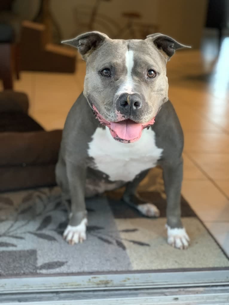 Ariel, an American Bully tested with EmbarkVet.com