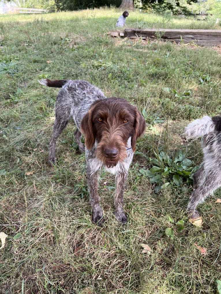 Scout, a Wirehaired Pointing Griffon tested with EmbarkVet.com