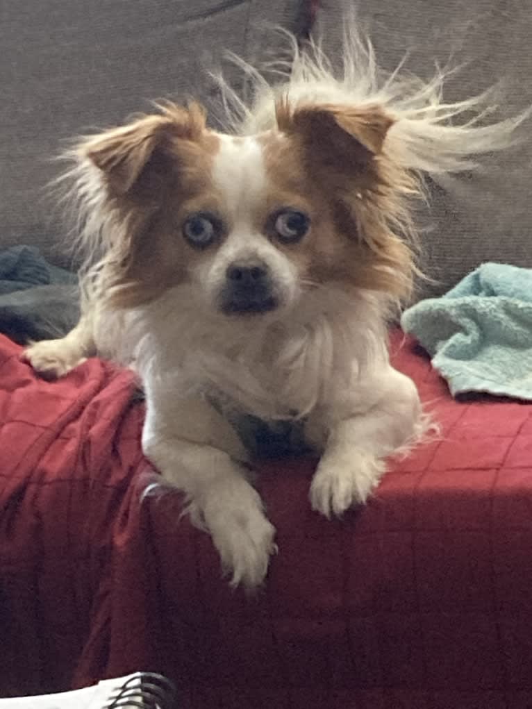 Rooster, a Chihuahua and Pekingese mix tested with EmbarkVet.com