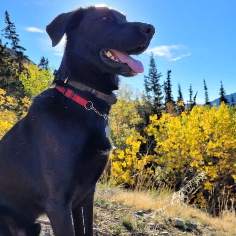 Phobos, a Labrador Retriever and Alaskan-type Husky mix tested with EmbarkVet.com