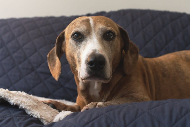 Tanner, an American Bulldog and Dachshund mix tested with EmbarkVet.com