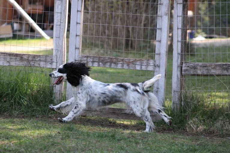 Seeley, an English Cocker Spaniel (Working Type) tested with EmbarkVet.com
