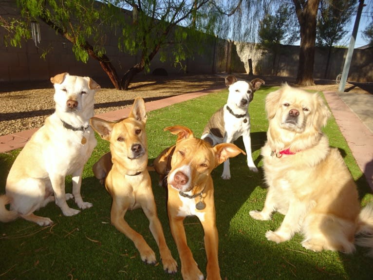 Bean, a Chow Chow and Chihuahua mix tested with EmbarkVet.com