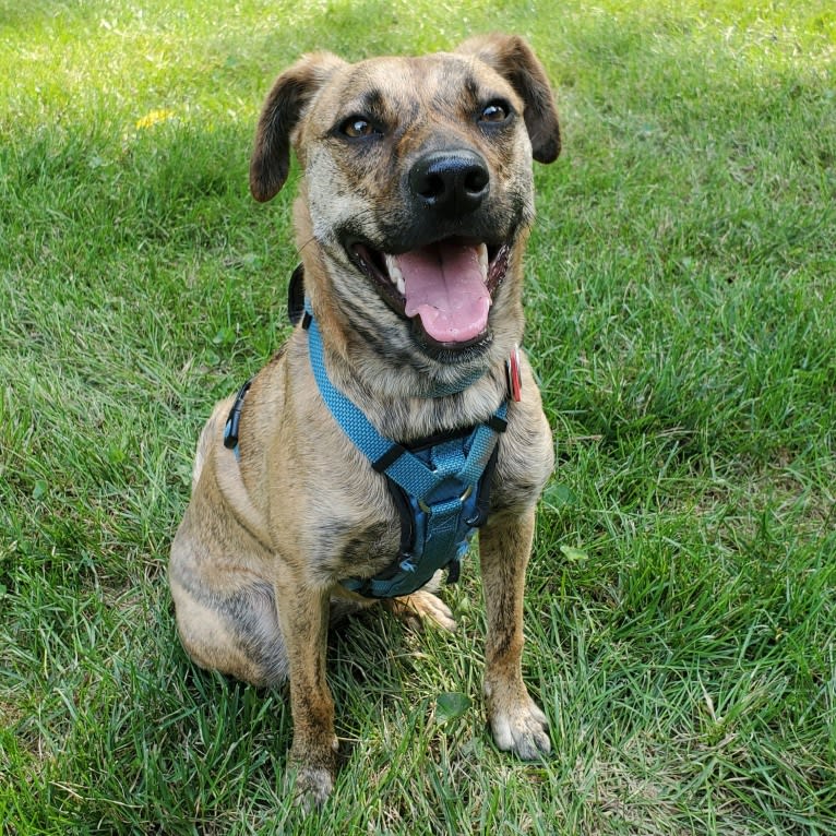 Josie, a Redbone Coonhound and American Pit Bull Terrier mix tested with EmbarkVet.com