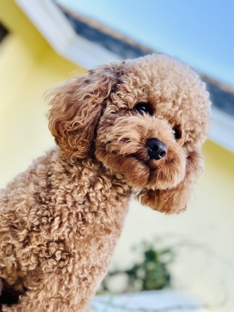 Chili, a Poodle (Small) tested with EmbarkVet.com