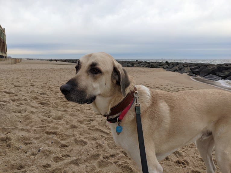 Willie, an Anatolian Shepherd Dog and Great Pyrenees mix tested with EmbarkVet.com