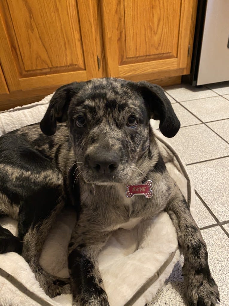 Skye, an Australian Cattle Dog and Pug mix tested with EmbarkVet.com