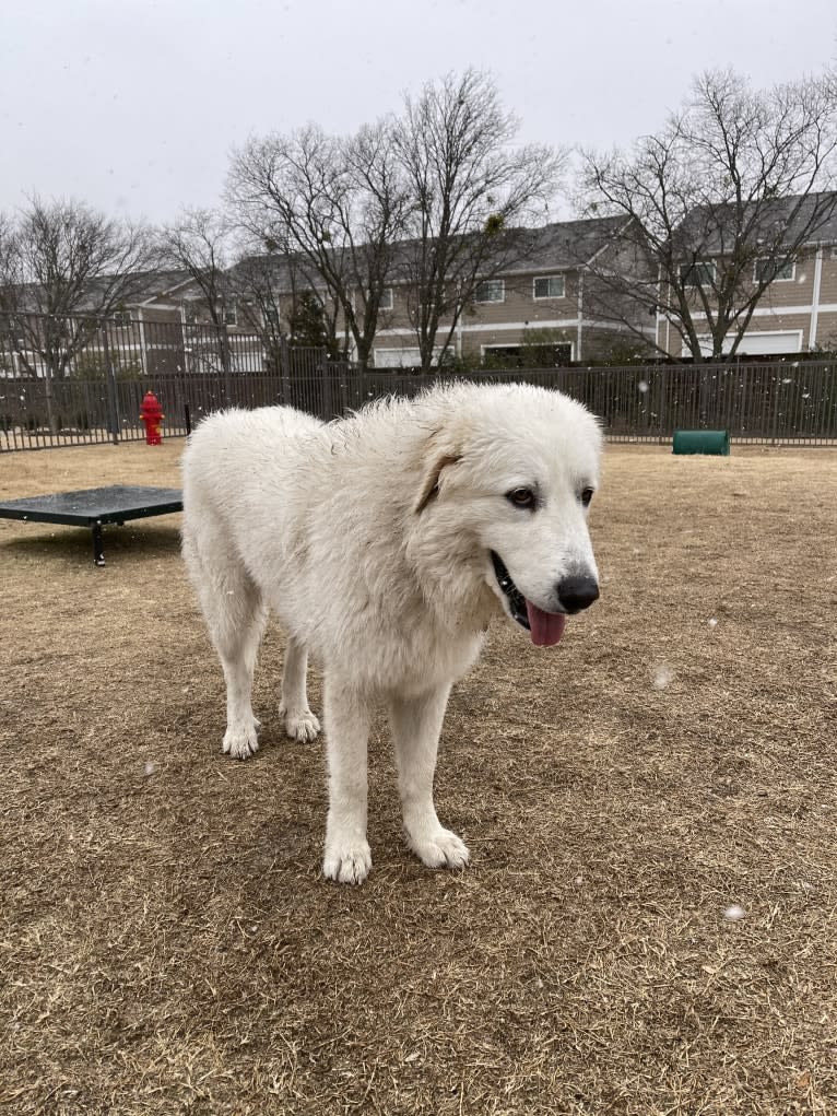 Looney “Chik’in Mini Bandit” Bear, a Great Pyrenees tested with EmbarkVet.com