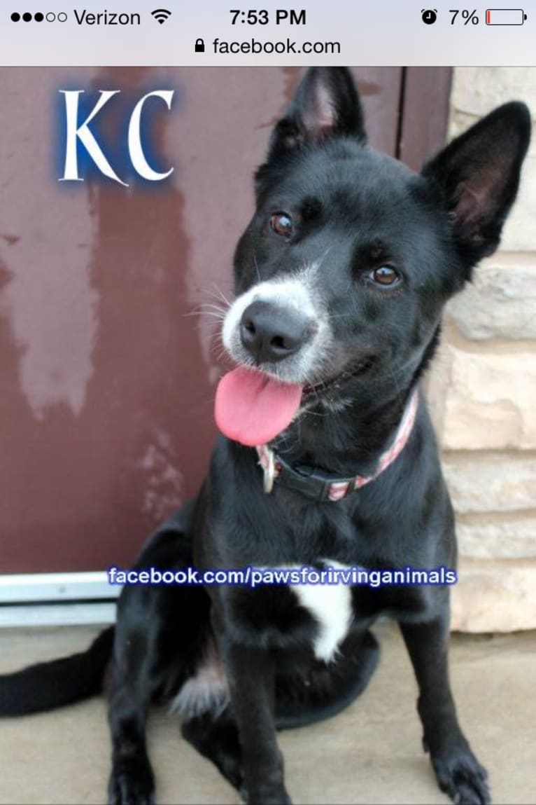 Greta, a Rottweiler and American Pit Bull Terrier mix tested with EmbarkVet.com