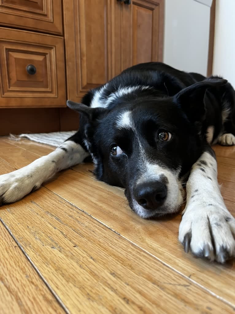 Randy, a Border Collie and Australian Cattle Dog mix tested with EmbarkVet.com