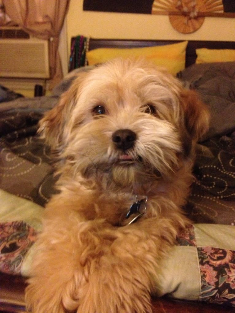 Roscoe, a Rat Terrier and Lhasa Apso mix tested with EmbarkVet.com