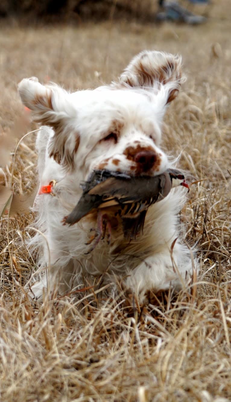 Jackson, a Clumber Spaniel tested with EmbarkVet.com