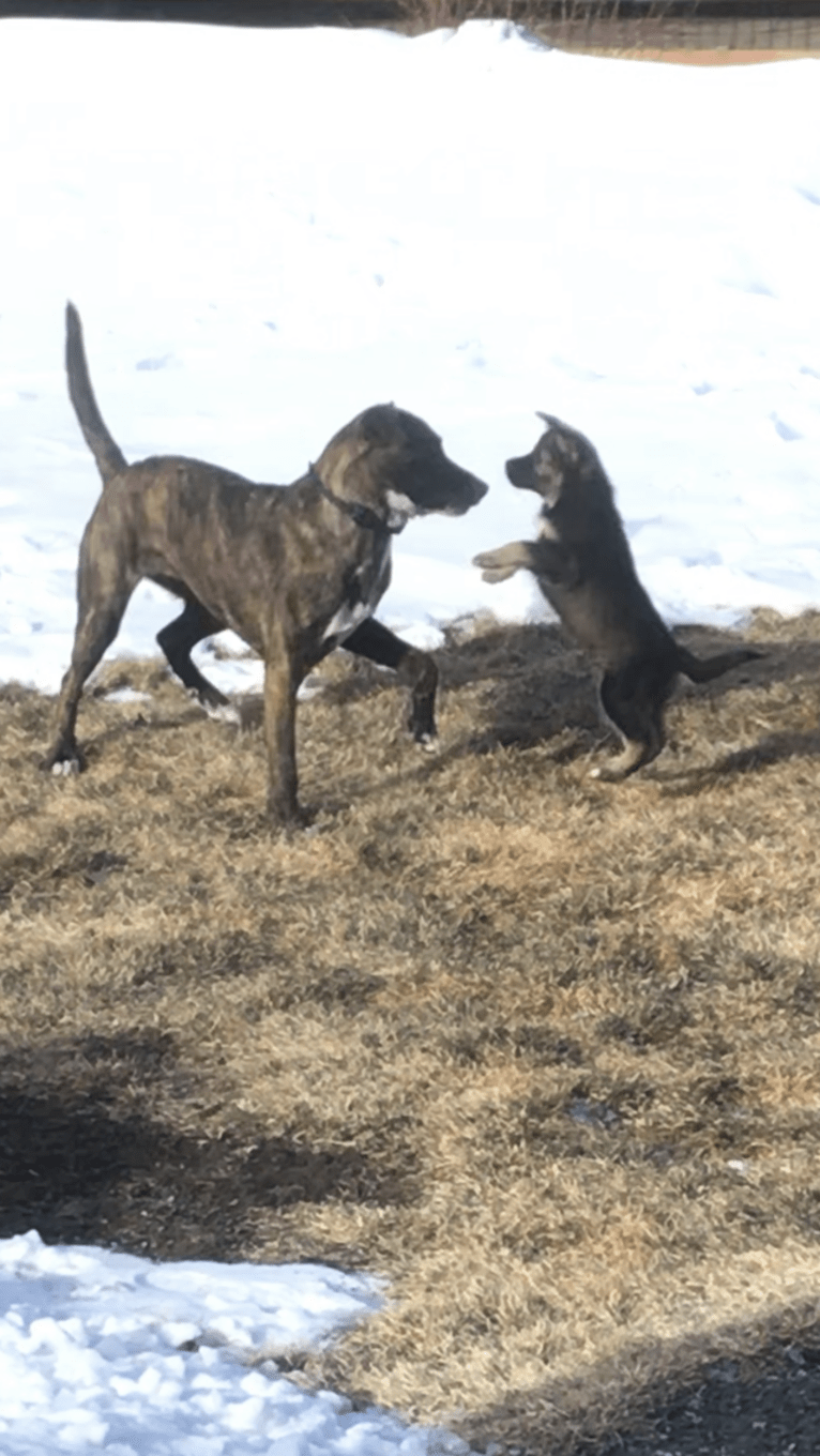 Echo, a German Shepherd Dog and Siberian Husky mix tested with EmbarkVet.com